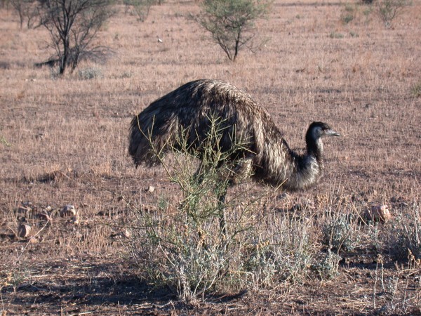 Emu